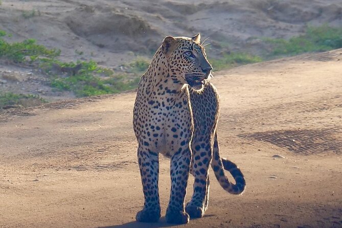Yala National Park Half Day / Full Day Special Safari Tours - Beyond leopards: elephants, sloth bears, and the birds factor