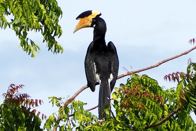 Yala National Park Half Day / Full Day Special Safari Tours - Binoculars included, and how to use them during short sightings