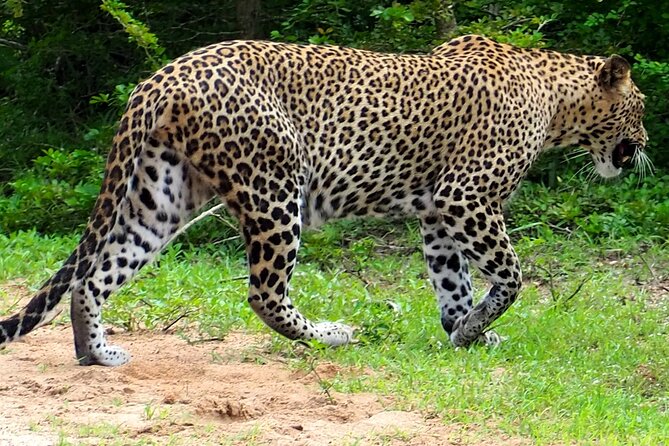 Yala National Park Half Day / Full Day Special Safari Tours - Price math for Yala: $22 tour rate plus $37 entrance ticket