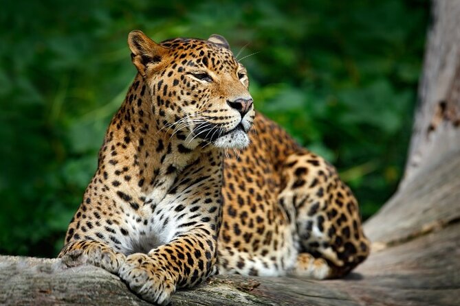 Yala National Park Half Day / Full Day Special Safari Tours - Dinuka Safari jeeps with max 6 passengers, and why that matters