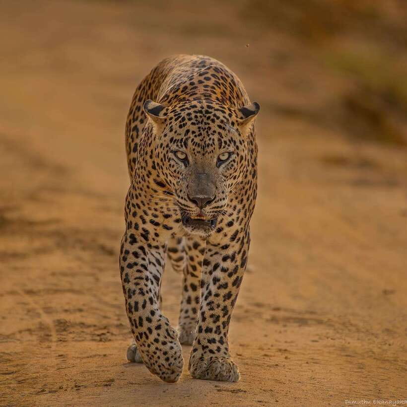 Yala National Park: Half Day or Full Day Leopard Safari Tour - Why Yala’s leopard chance feels different from other Sri Lanka safaris