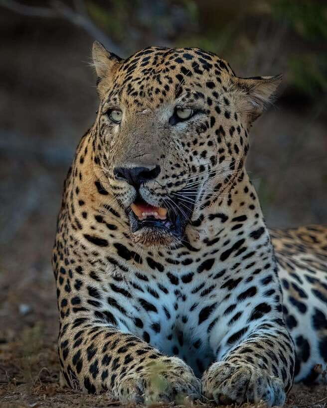Yala National Park: Half Day or Full Day Leopard Safari Tour - The comfort factor: riding in a luxury 4x4 jeep