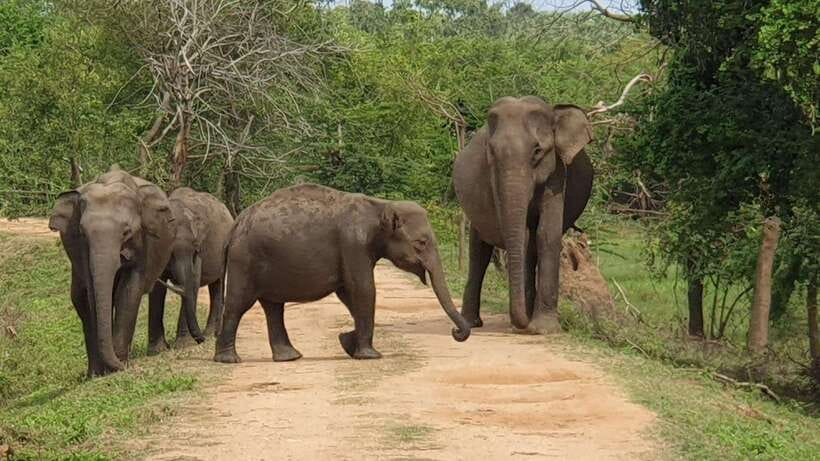 Yala National Park: Half Day or Full Day Leopard Safari Tour - Wildlife you are aiming for, and what that means for your expectations