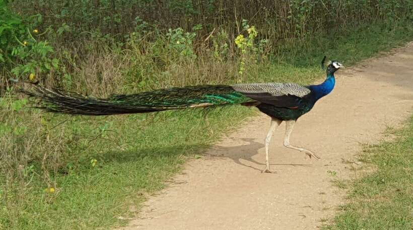 Yala National Park: Half Day or Full Day Leopard Safari Tour - Eco-friendly and sustainable tourism: how to judge it in real life
