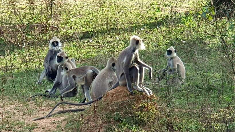Yala National Park: Half Day or Full Day Leopard Safari Tour - Is this a half-day or full-day safari? How to choose