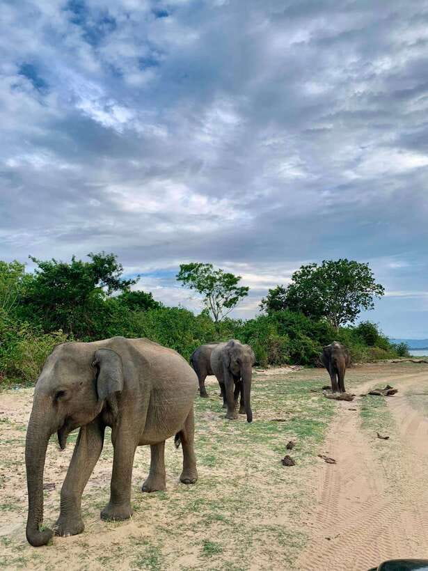 Yala National Park: Half Day or Full Day Leopard Safari Tour - Price and value at $16, with one important add-on