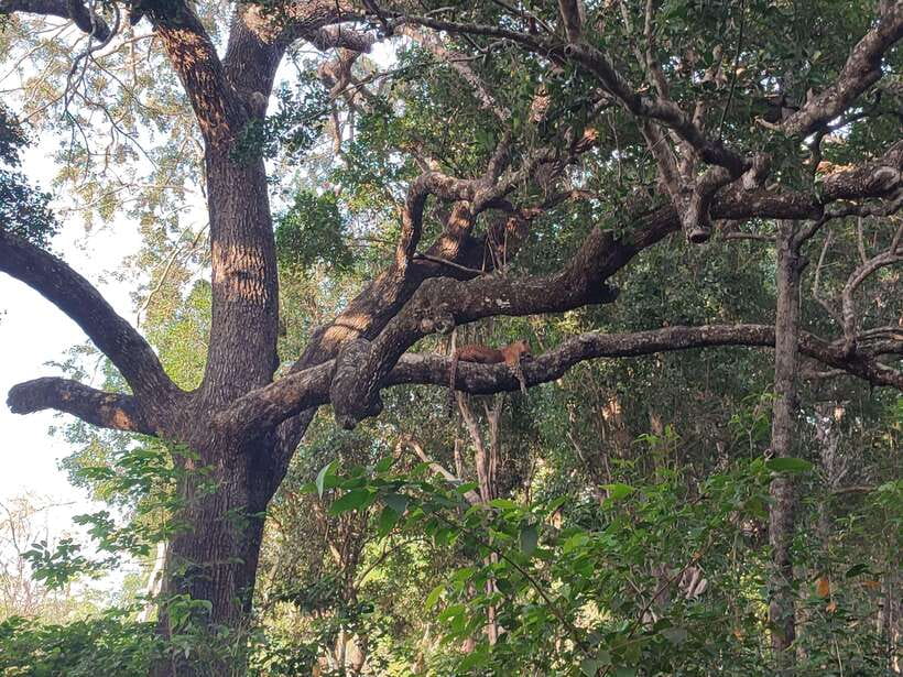 Yala National Park Half Day Safari - Key Points Worth Knowing Before You Go