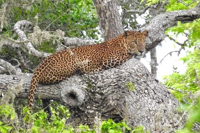 Yala National Park Half Day Safari - 4.30 a.m to 11.30 a.m - Key points to know before you go