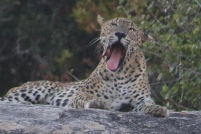 Yala National Park Half Day Safari - 4.30 a.m to 11.30 a.m - Why Yala is worth the early alarm (4.30 a.m. to 11.30 a.m.)