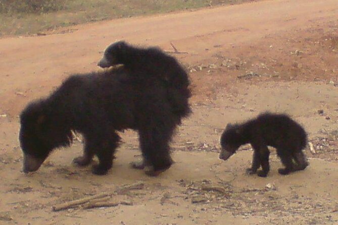 Yala National Park Half Day Safari - 4.30 a.m to 11.30 a.m - In the jeep with a licensed English guide like Kavee