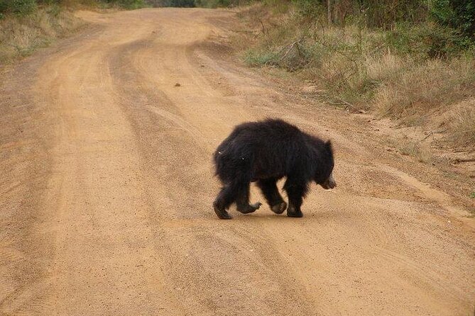 Yala National Park Half Day Safari - 4.30 a.m to 11.30 a.m - What you might see in Yala National Park: mammals and birdlife