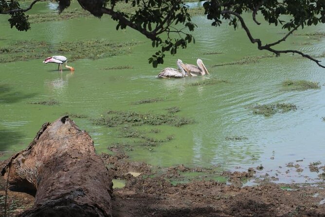 Yala National Park Half Day Safari - 4.30 a.m to 11.30 a.m - Your included comfort breaks: breakfast, fruit, and bottled water