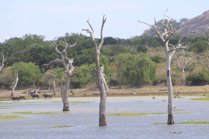 Yala National Park Half Day Safari - 4.30 a.m to 11.30 a.m - Leopard chances, and how to think about the unknown