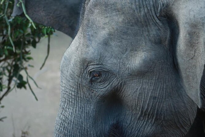 Yala National Park Half Day Safari - 4.30 a.m to 11.30 a.m - Group size and shared safari energy