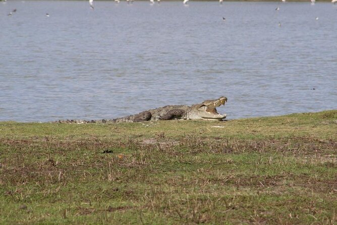 Yala National Park Half Day Safari - 4.30 a.m to 11.30 a.m - Price and value: is $78 fair for Yala?