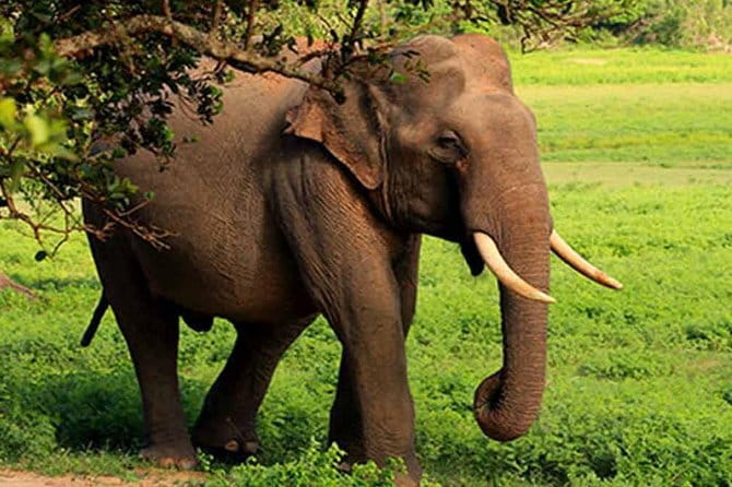Yala National Park Leopard Safari - HALF DAY/FULL DAY TOUR - Price and value: what your $20 covers, and what comes on top