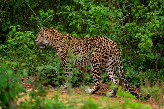 Yala National Park Leopard Safari Tours - Key things to notice before you go