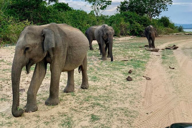 Yala National Park Leopard Safari Tours - Yala National Park leopard safari: what you’re really paying for