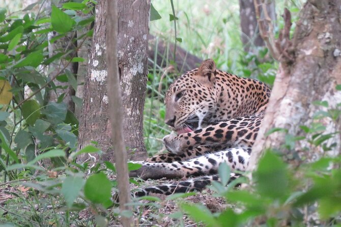 Yala National Park Leopard Safari Tours - The one big stop: the game drive inside Yala