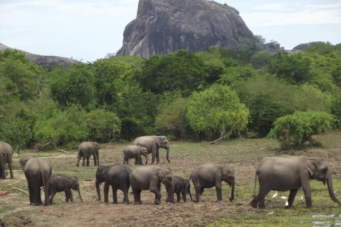 Yala National Park Morning or Afternoon Leopard Safari - Sustainability claims: how to judge what matters