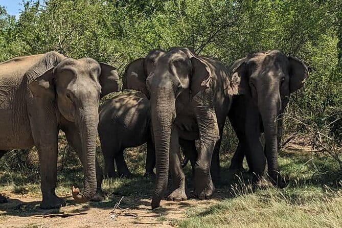 Yala National Park Morning or Afternoon Leopard Safari - Tissa wewa on the way to Yala: a quick stop with real payoff