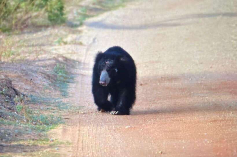 Yala National Park: Morning or Afternoon Safari ( 5 h ) - Key Safari Highlights That Matter On The Ground