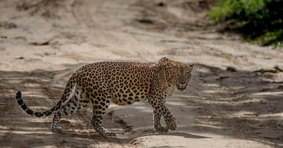 Yala National Park: Morning or Afternoon Safari ( 5 h ) - Who This Safari Fits Best (And Who Should Skip It)