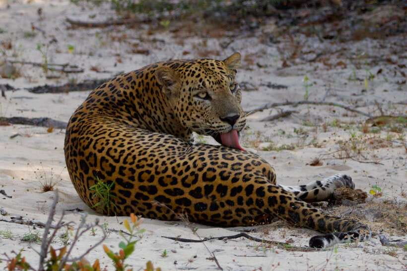 Yala National Park: Morning or Afternoon Safari ( 5 h ) - Wildlife Focus: What You Can Expect To See (And How To Manage Expectations)