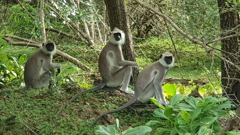 Yala National Park: Morning or Afternoon Safari ( 5 h ) - The Included Guide And Audio Help (English On Both)