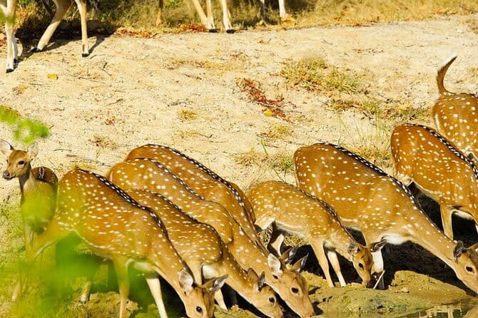 Yala National Park Private Jeep Safari From Colombo & Negombo - The meal stop in Tissamaharama, your real energy plan