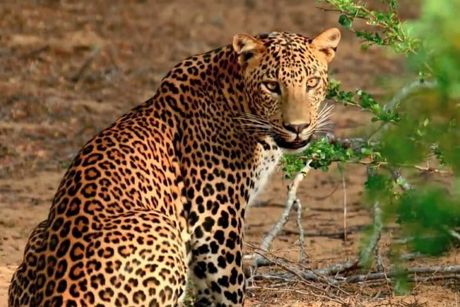 Yala National Park Private Jeep Safari From Colombo & Negombo - Who this tour suits best, and who should think twice
