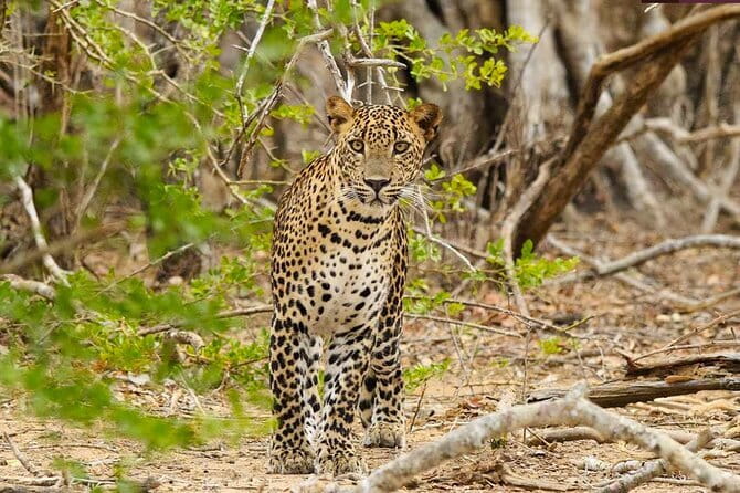 Yala National Park Private Jeep Safari From Colombo & Negombo - Your safari setup: private 4x4, tracker stories, and binoculars
