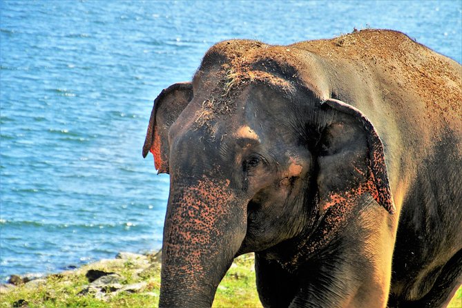 Yala National Park Private Safari - What you can expect to see: leopards, elephants, crocodiles, and birds
