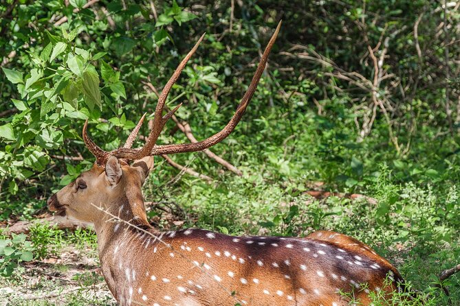 Yala National Park Private Safari - How long it really takes: 4 hours on paper, half-day in practice