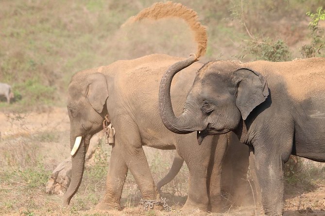 Yala National Park Private Safari (All Inclusive) From Mirissa - Key things I’d watch for