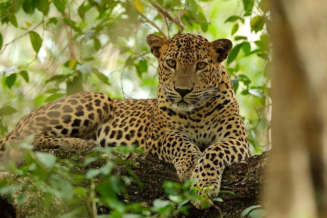 Yala National Park Private Safari (All Inclusive) From Mirissa - What about lunch: the one thing you must plan yourself