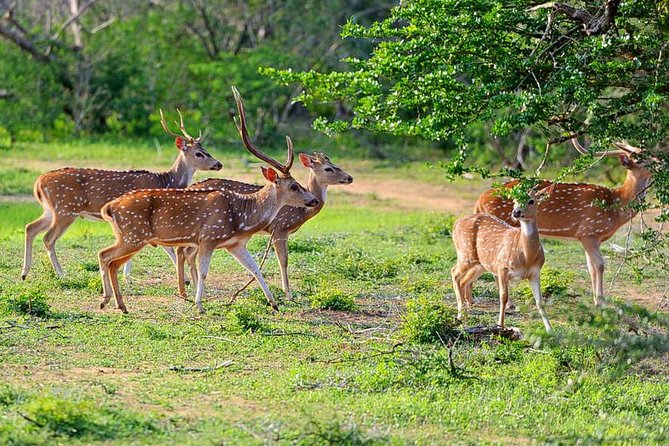Yala National Park Private Safari (All Inclusive) From Mirissa - The drive to Yala entrance: a quiet runway for wildlife spotting