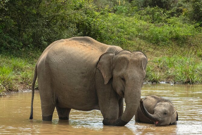 Yala National Park Private Safari Tour - Quick hits before your Yala private safari