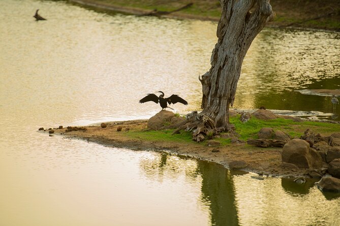 Yala National Park Private Safari Tour - Leopard-country in 12 hours: why Yala is special