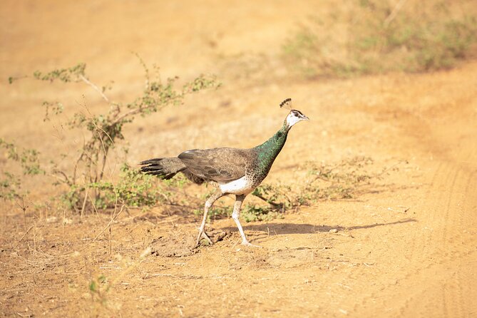 Yala National Park Private Safari Tour - Choosing your Yala time slot: planning for crowds and wildlife time