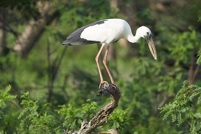 Yala National Park Private Safari Tour - Comfort and small perks that matter on long drives