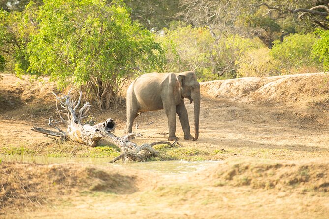 Yala National Park Private Safari Tour - Should you book this Yala National Park private safari tour?