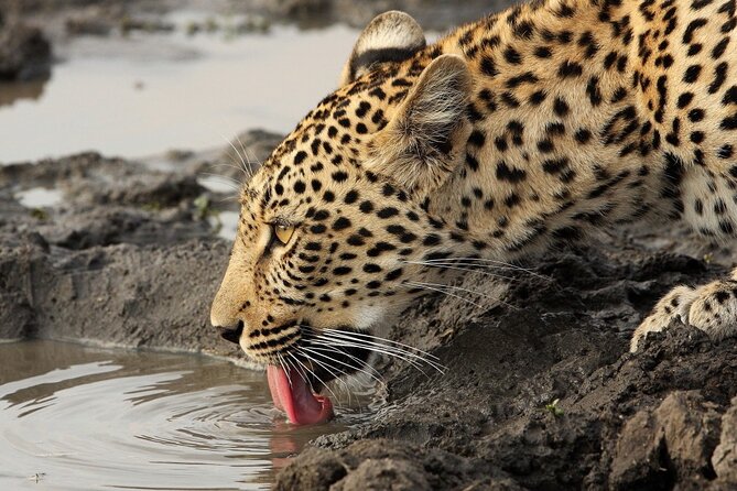 Yala National Park Private Safari Tour - Private 4x4 and hotel pickup: what you gain with this setup