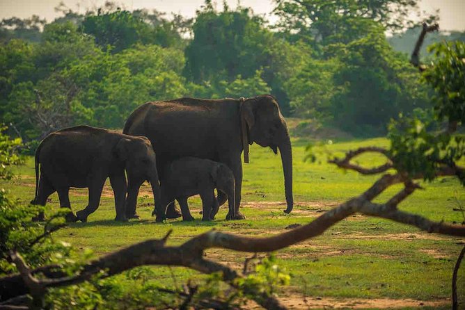 Yala National Park Private Safari trip from Galle/Unawatuna/Mirissa - Key points I’d bank on