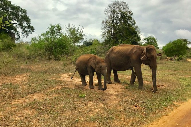 Yala National Park Private Safari trip from Galle/Unawatuna/Mirissa - Yala safari from Galle for $200, what the price covers