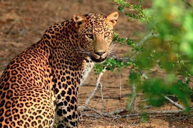 Yala National Park Private Safari trip from Galle/Unawatuna/Mirissa - Group size and private comfort, what “private” really means here