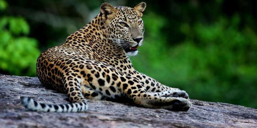 Yala National Park: Safari Experience at Dawn or Dusk - Key Things You Can Expect From This Yala Safari