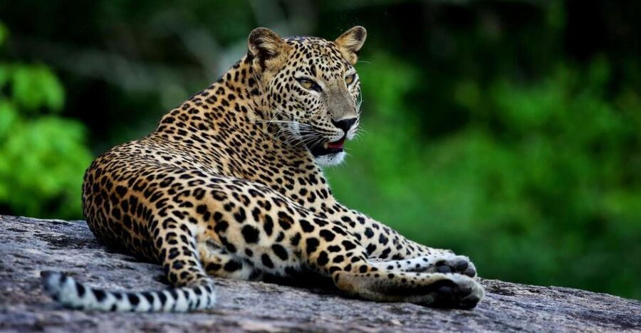 Yala National Park: Safari Experience at Dawn or Dusk - Sloth Bears, Jackals, and the Smaller Moments That Matter