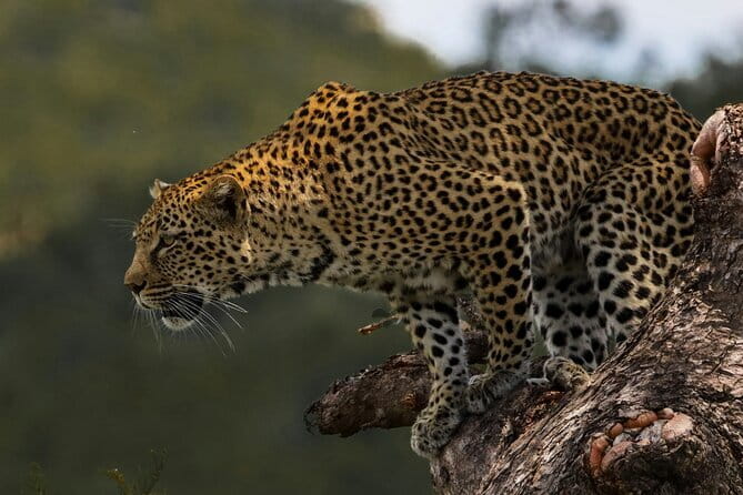 Yala National Park Safari |From Hambantota Port (Shore Excursion) - Yala From Hambantota Port, a Tight Half-Day Safari