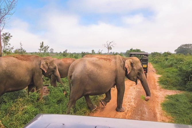 Yala National Park Safari |From Hambantota Port (Shore Excursion) - Elephants, Leopards, Crocodiles, and the Bird Scene
